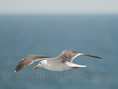 BB 10 0317 / Larus fuscus / Sildemåke